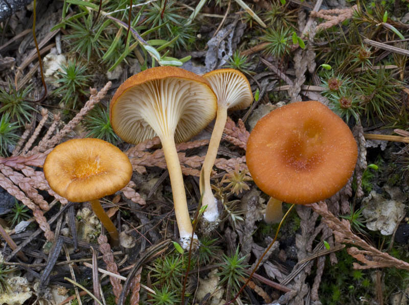 Loreleia postii
